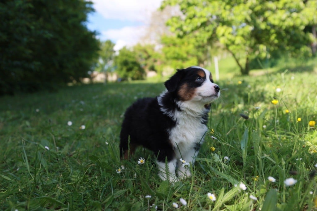 Des Montagnes Argentées - Chiots disponibles - Berger Américain Miniature 