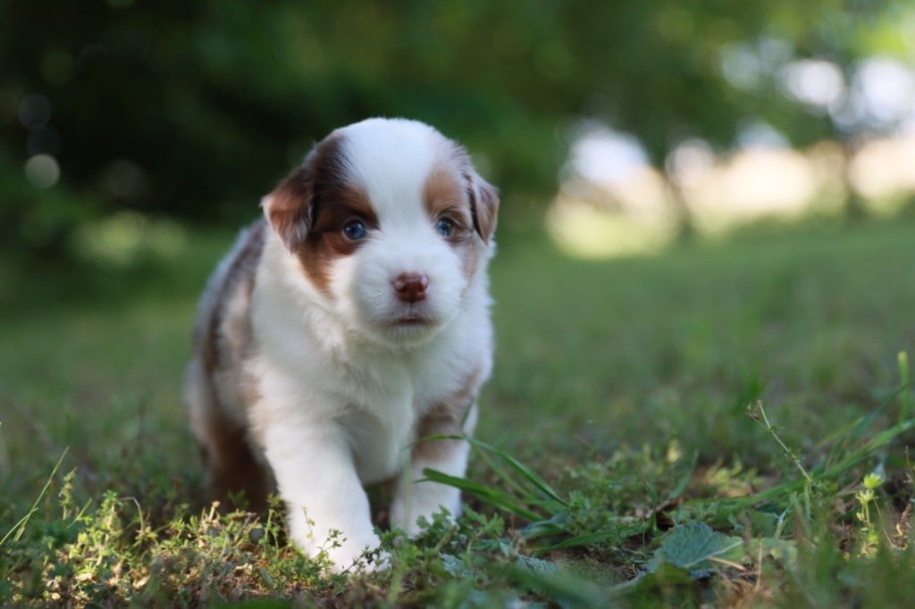 Des Montagnes Argentées - Chiots disponibles - Berger Américain Miniature 