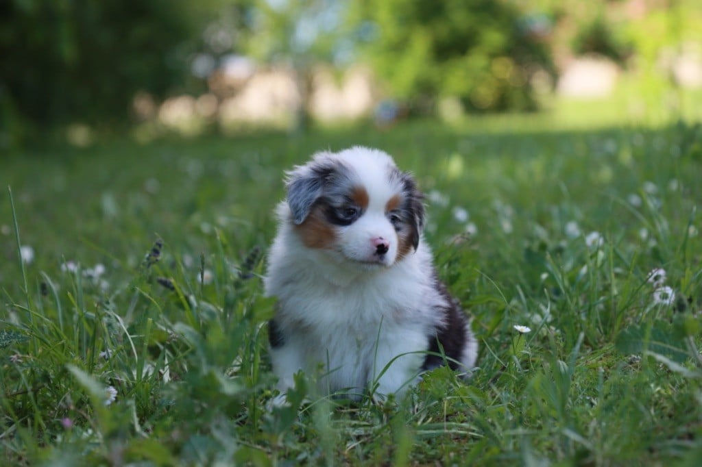 Des Montagnes Argentées - Chiots disponibles - Berger Américain Miniature 