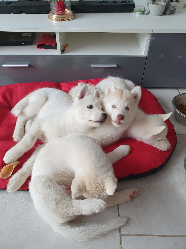 de la Vallée des Loups Polaires - Les bébés ont bien évolué