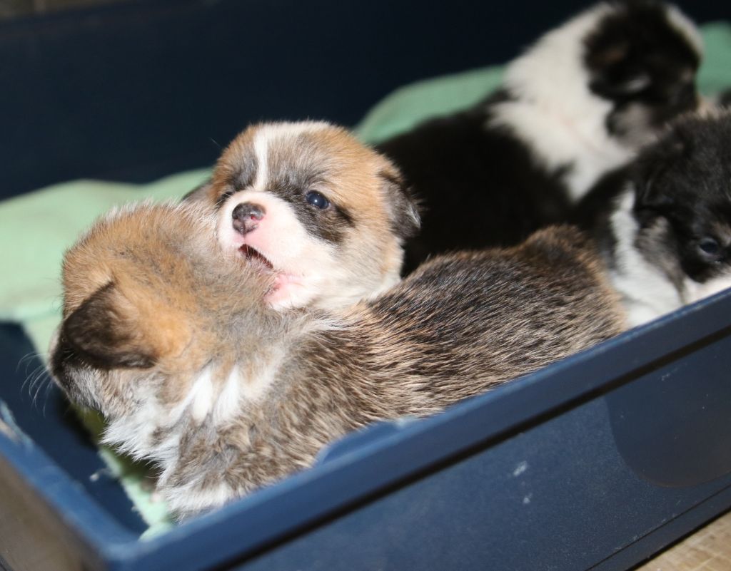 Les petits chiots sont arrivés 