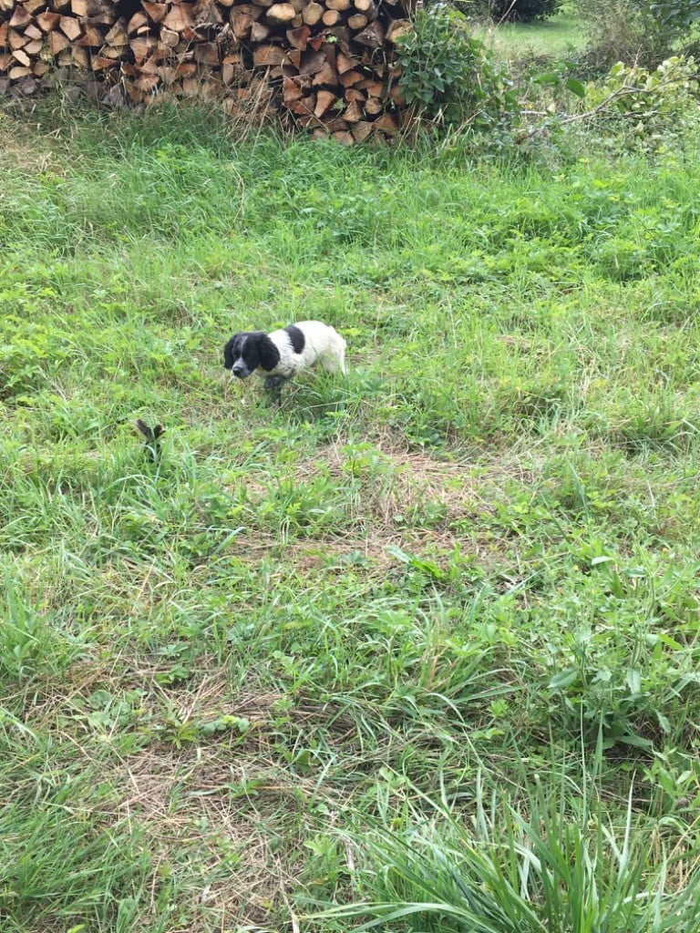 De L'Univers De Maeva - Chiots disponibles - Epagneul Breton