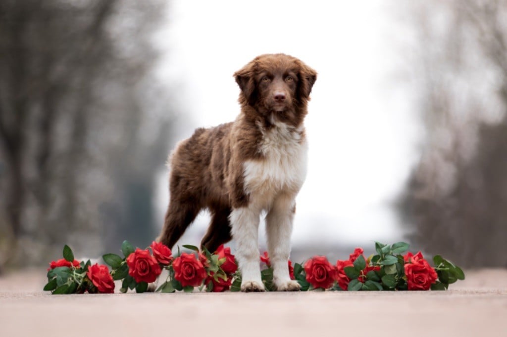 The Dark Enchantress - Chiots disponibles - Berger Australien