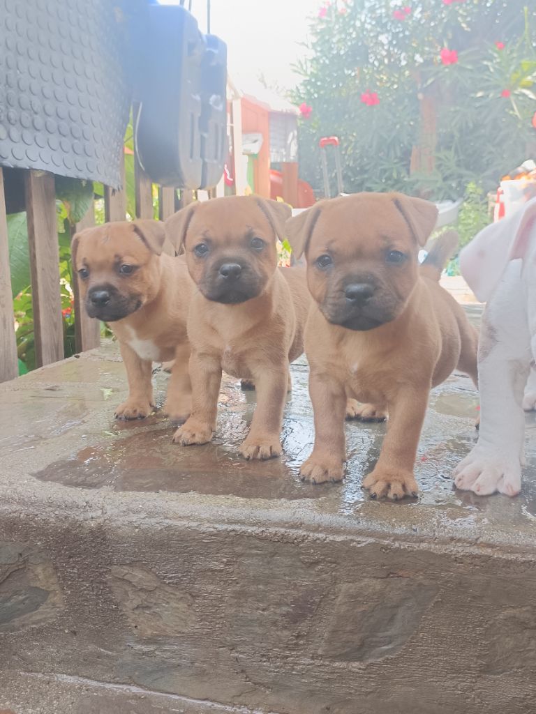 Plus de chiots disponibles 