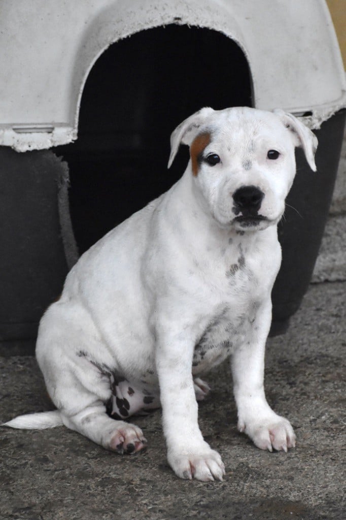 Jd Staffords - Chiots disponibles - Staffordshire Bull Terrier