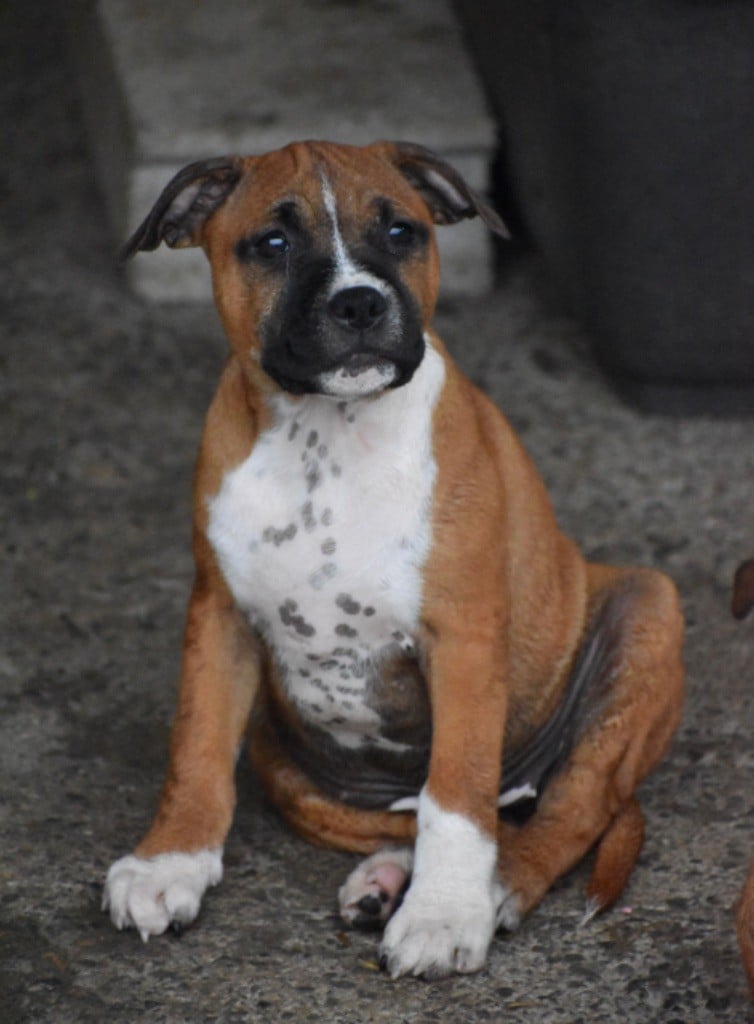 Jd Staffords - Chiots disponibles - Staffordshire Bull Terrier