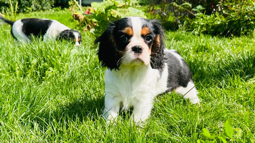 Des Sources Du Baillons - Chiots disponibles - Cavalier King Charles Spaniel