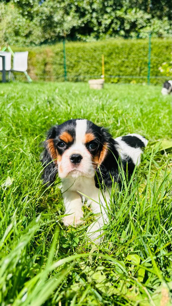 Des Sources Du Baillons - Chiots disponibles - Cavalier King Charles Spaniel