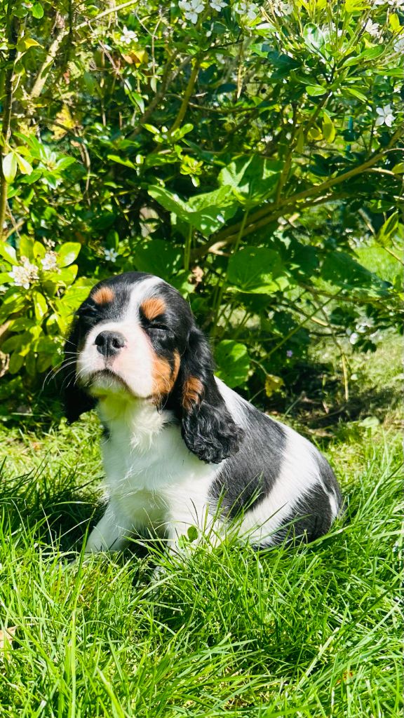 Des Sources Du Baillons - Chiots disponibles - Cavalier King Charles Spaniel