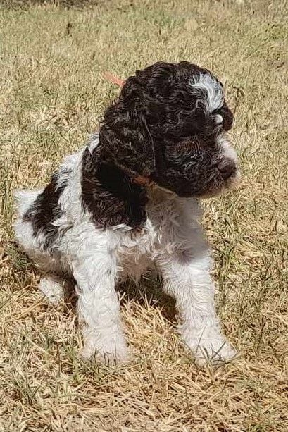 De La Maison Des Tartarin - Chiots Lagotto 