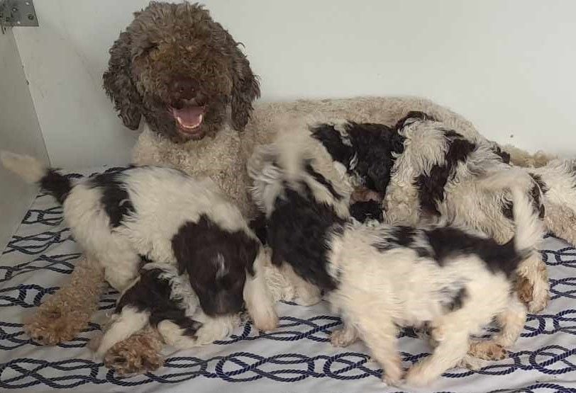 De La Maison Des Tartarin - Lagotto Romagnolo - Portée née le 26/06/2023