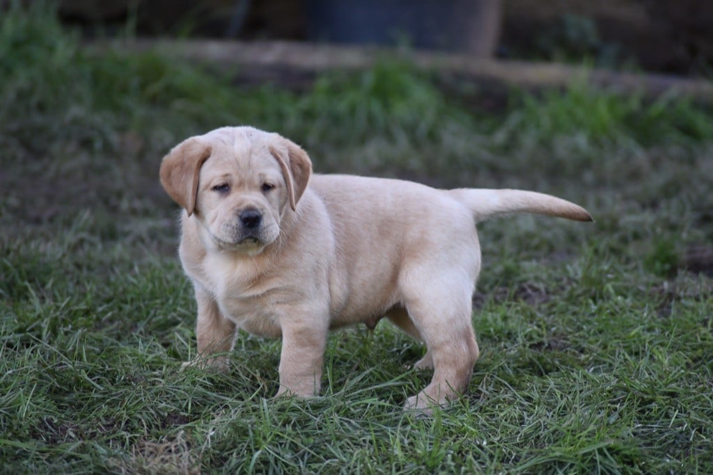 Justine Joveniaux - Le Maj'Horse - Chiots disponibles - Labrador Retriever