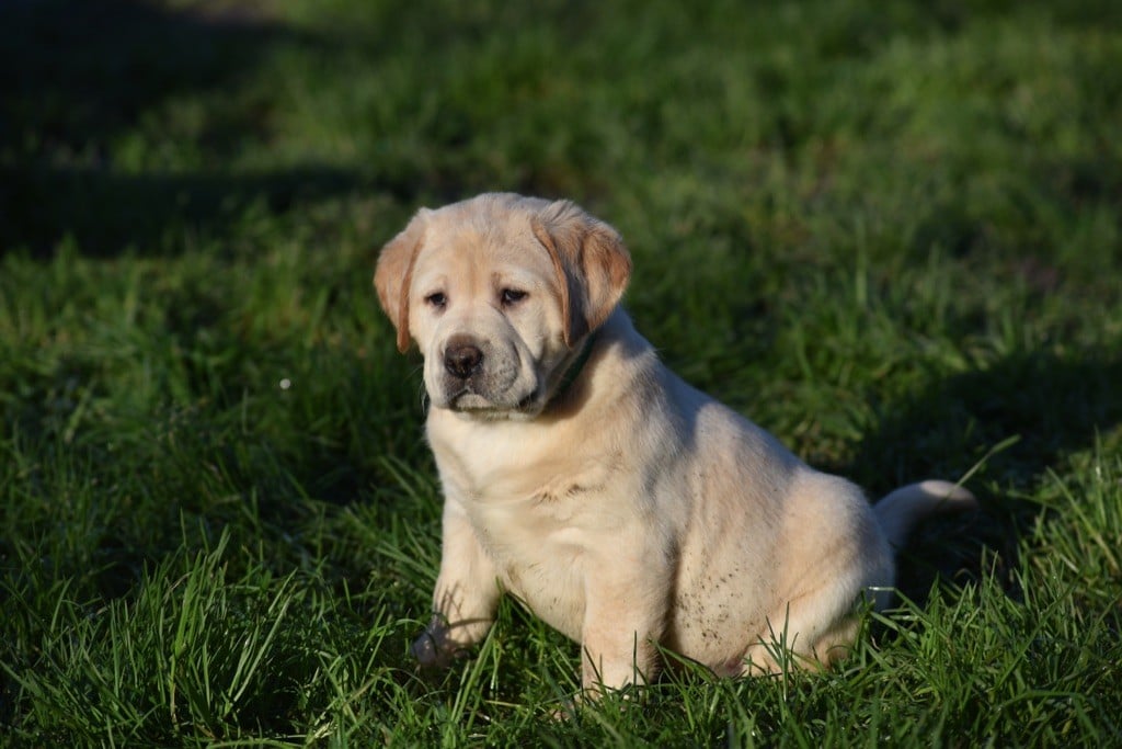 Justine Joveniaux - Le Maj'Horse - Chiots disponibles - Labrador Retriever