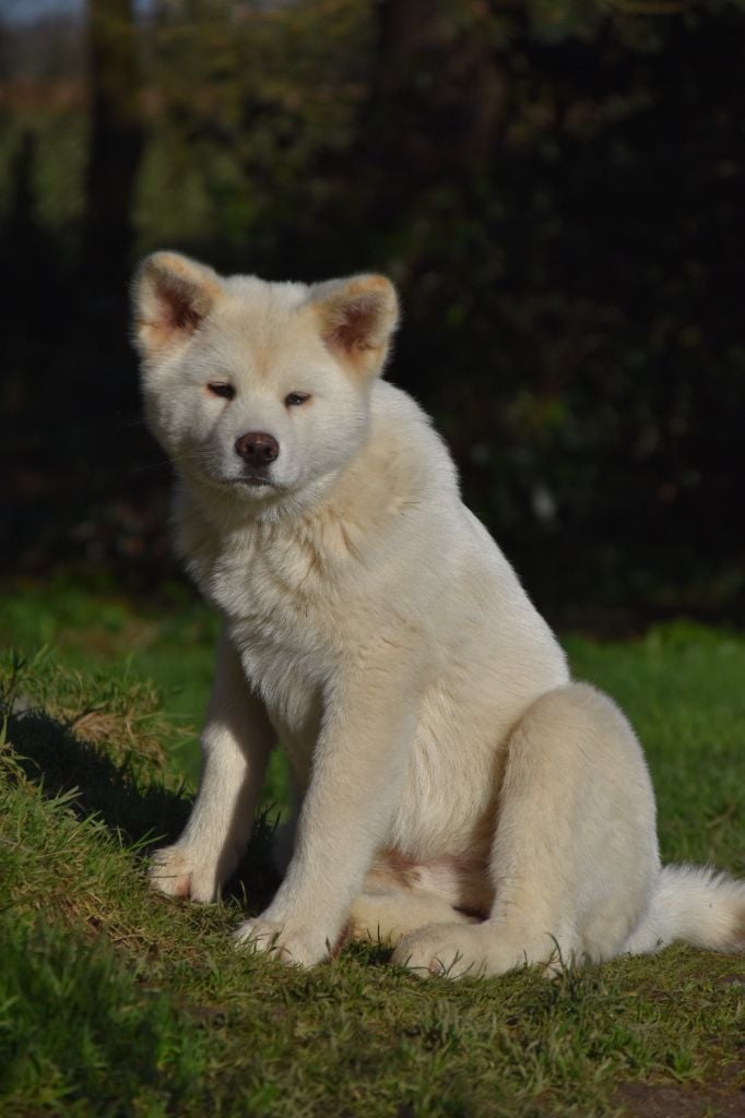 Of Imperial Kitsune - Chiots disponibles - Akita