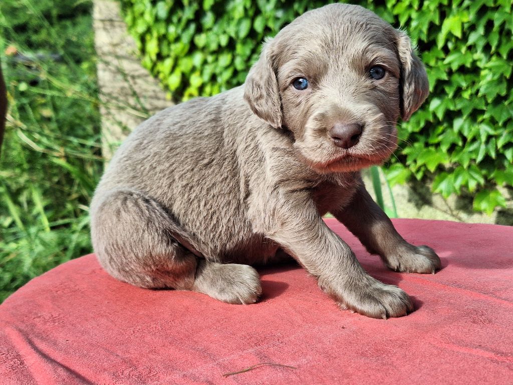 Des Etangs De La Brame - Chiots disponibles - Braque de Weimar