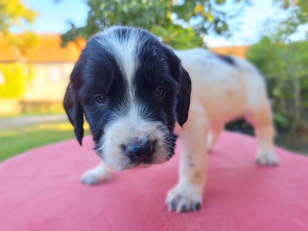 Des Etangs De La Brame - Chiots disponibles - English Springer Spaniel