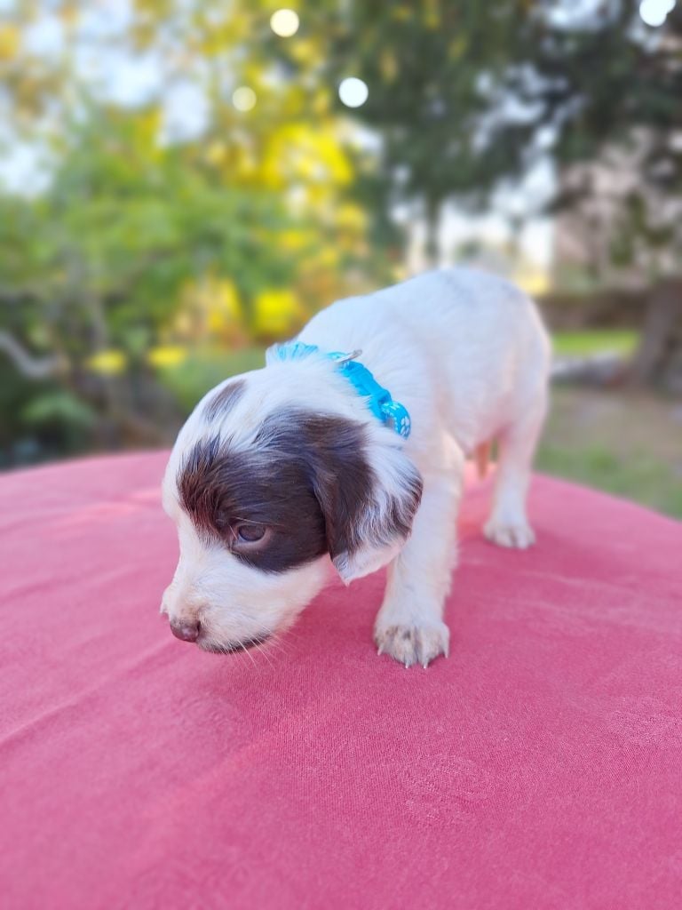 Des Etangs De La Brame - Chiots disponibles - English Springer Spaniel