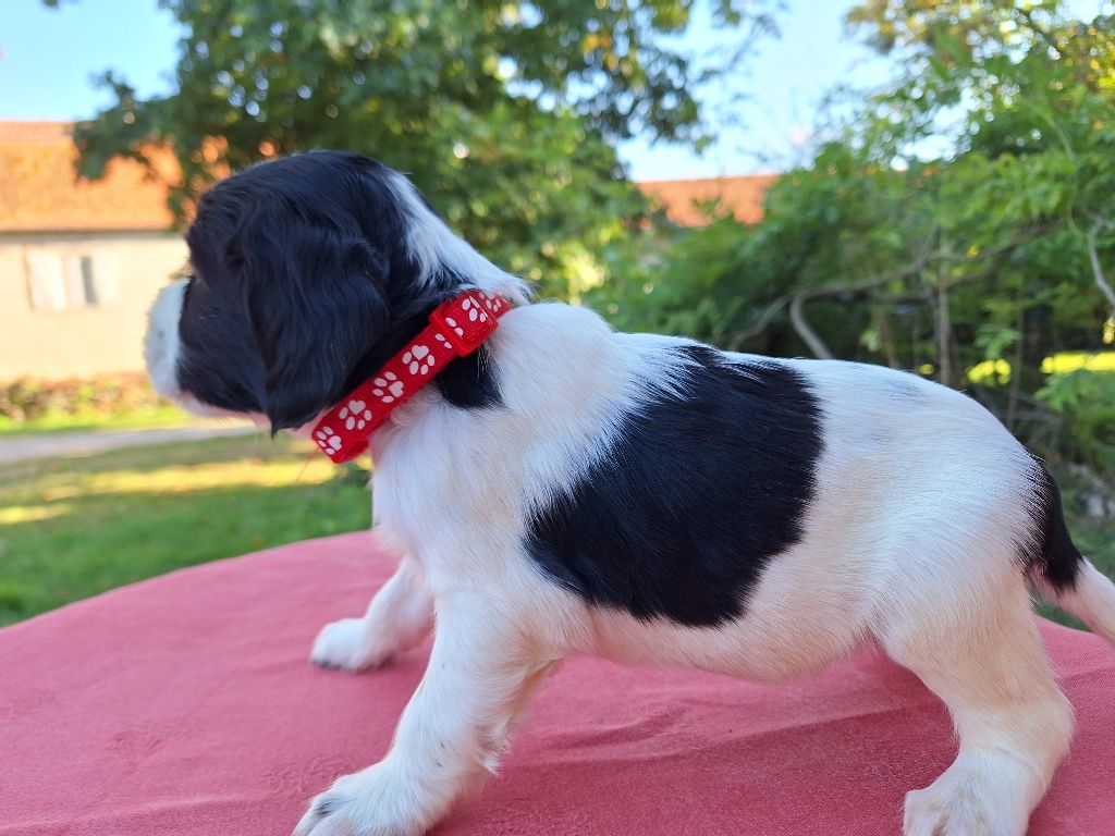 Des Etangs De La Brame - Chiots disponibles - English Springer Spaniel