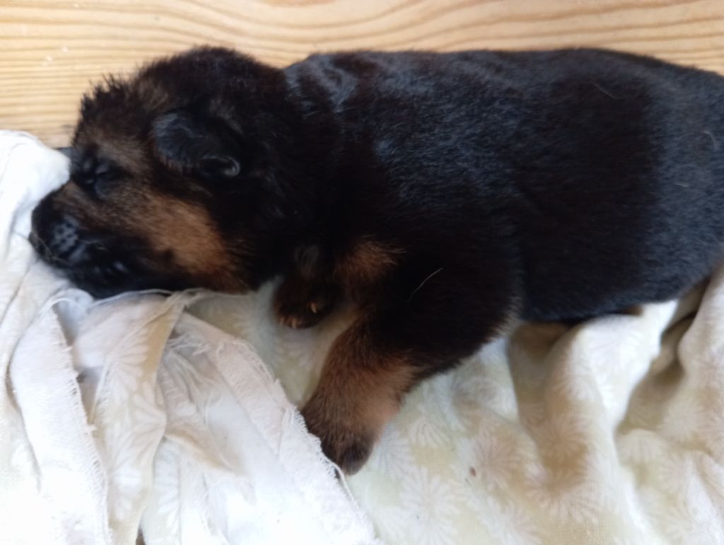 De Gwendalavir - Chiots disponibles - Berger Allemand