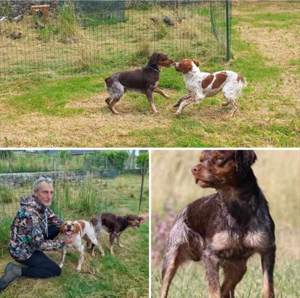 De La Coupée Du Menier - Naissance d'une belle portée de 6 chiots