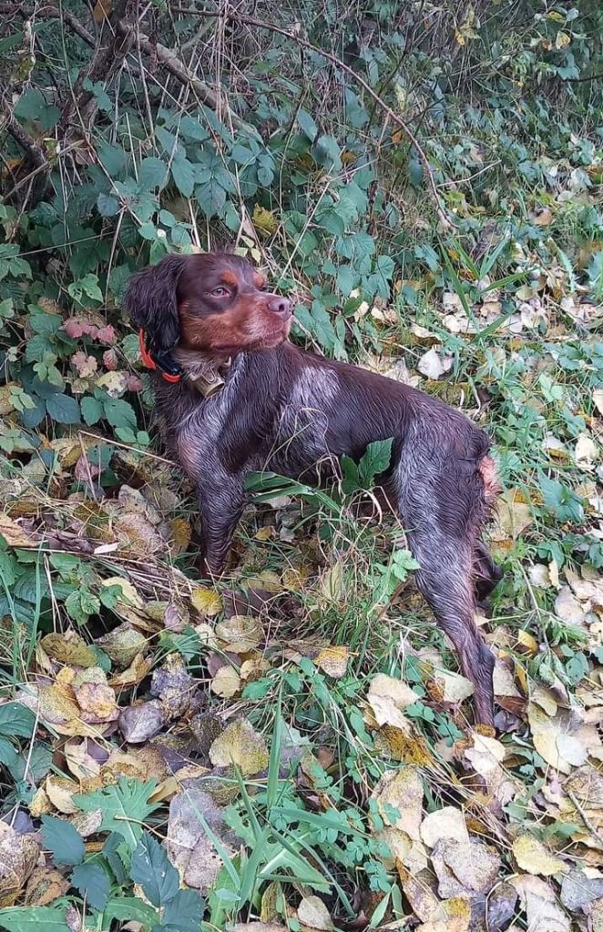 C.Q.N pour Simba de la Rivière Ouareau