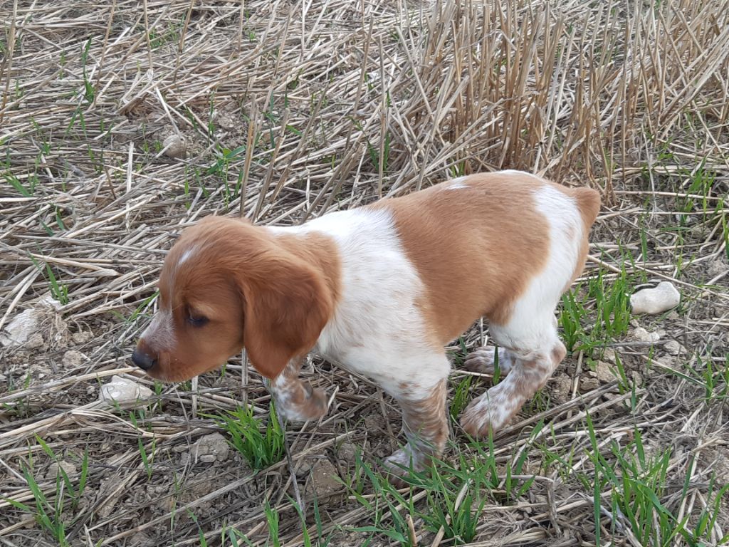 Du Colchide Obscur - Chiots disponibles - Epagneul Breton