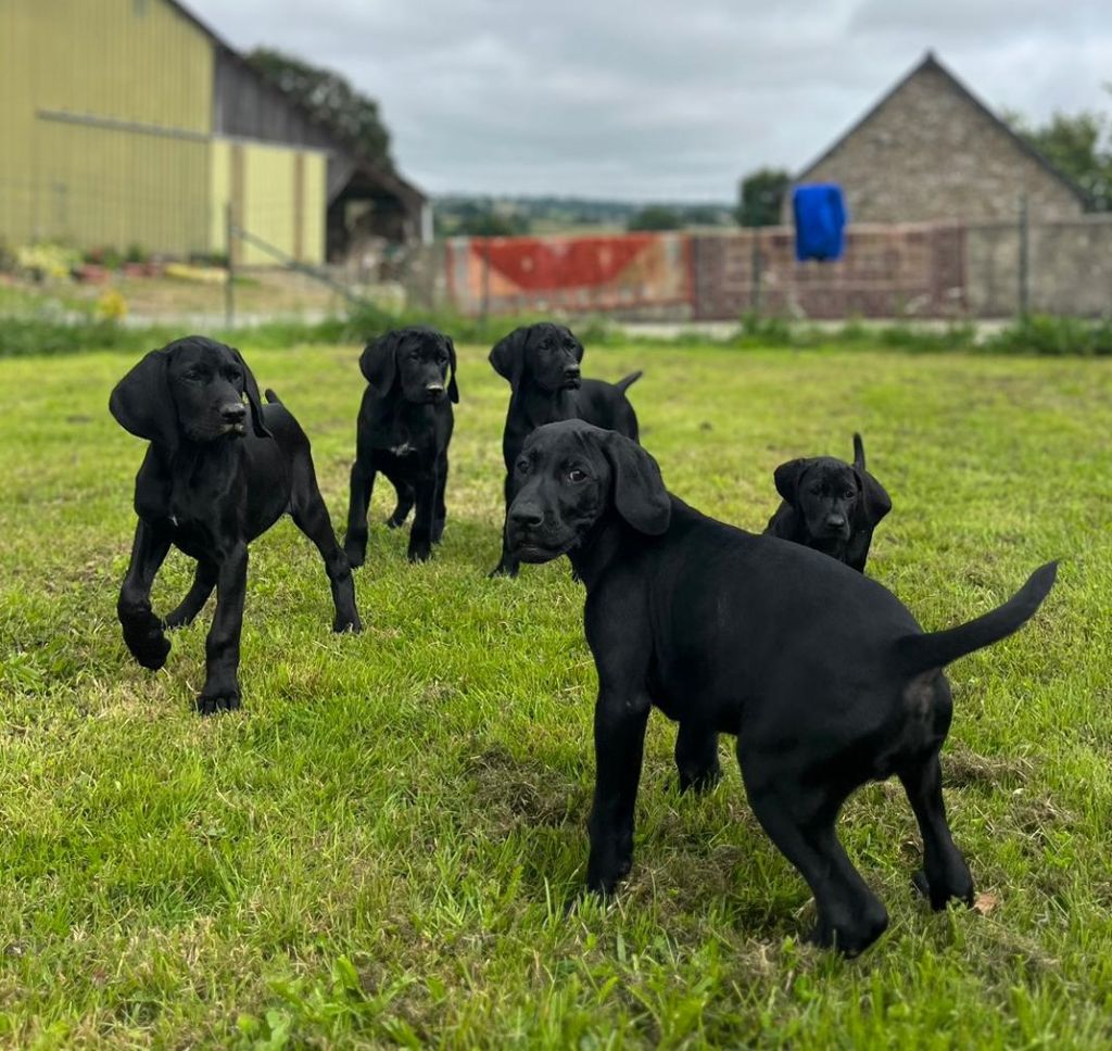 Chiot Braque allemand à poil court Des Plaines De Noirloup