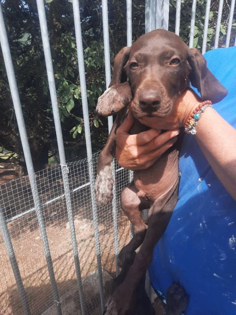 Des Taillis Du Bois Marly - Chiots disponibles - Braque allemand à poil court