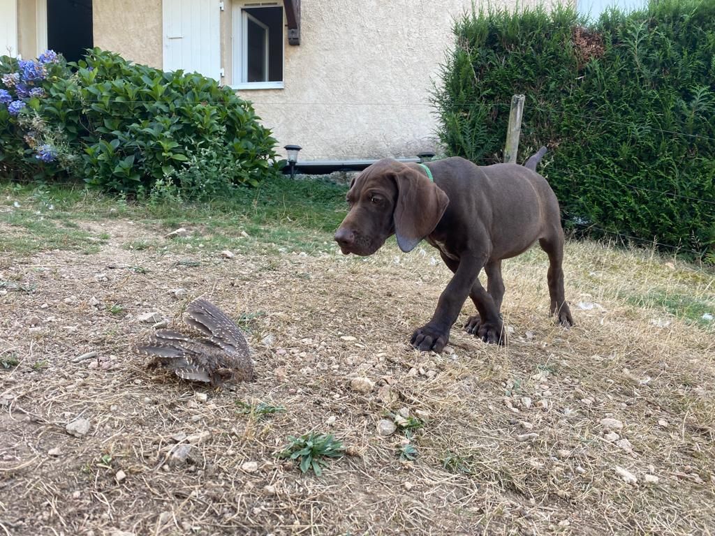 Des Taillis Du Bois Marly - Chiots disponibles - Braque allemand à poil court