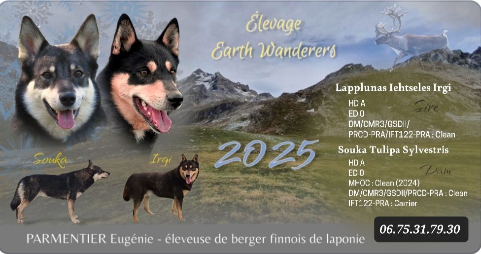 Earth Wanderers - Berger finnois de Laponie - Portée née le 09/03/2025