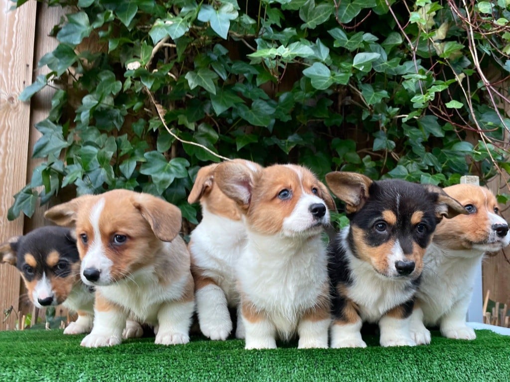 De La Cour Des Iles - Welsh Corgi Cardigan - Portée née le 17/11/2024