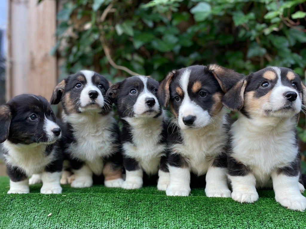 De La Cour Des Iles - Welsh Corgi Cardigan - Portée née le 21/11/2024