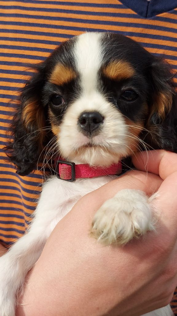 Hubert Debureaux - Chiots disponibles - Cavalier King Charles Spaniel