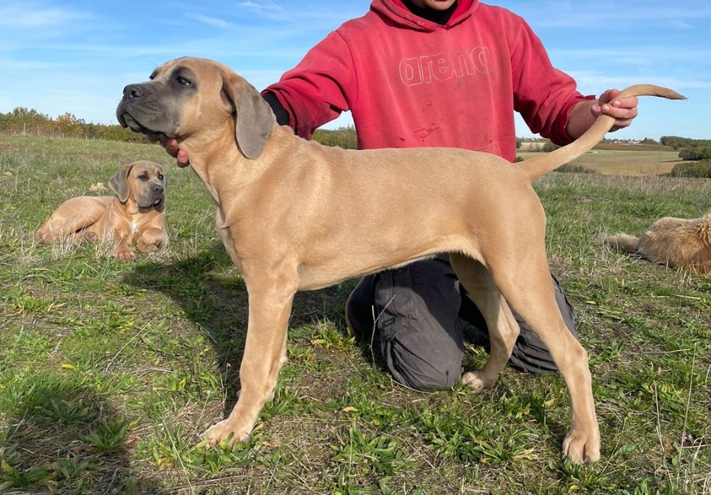 De Cinq Peyres - Chiots disponibles - Cane Corso