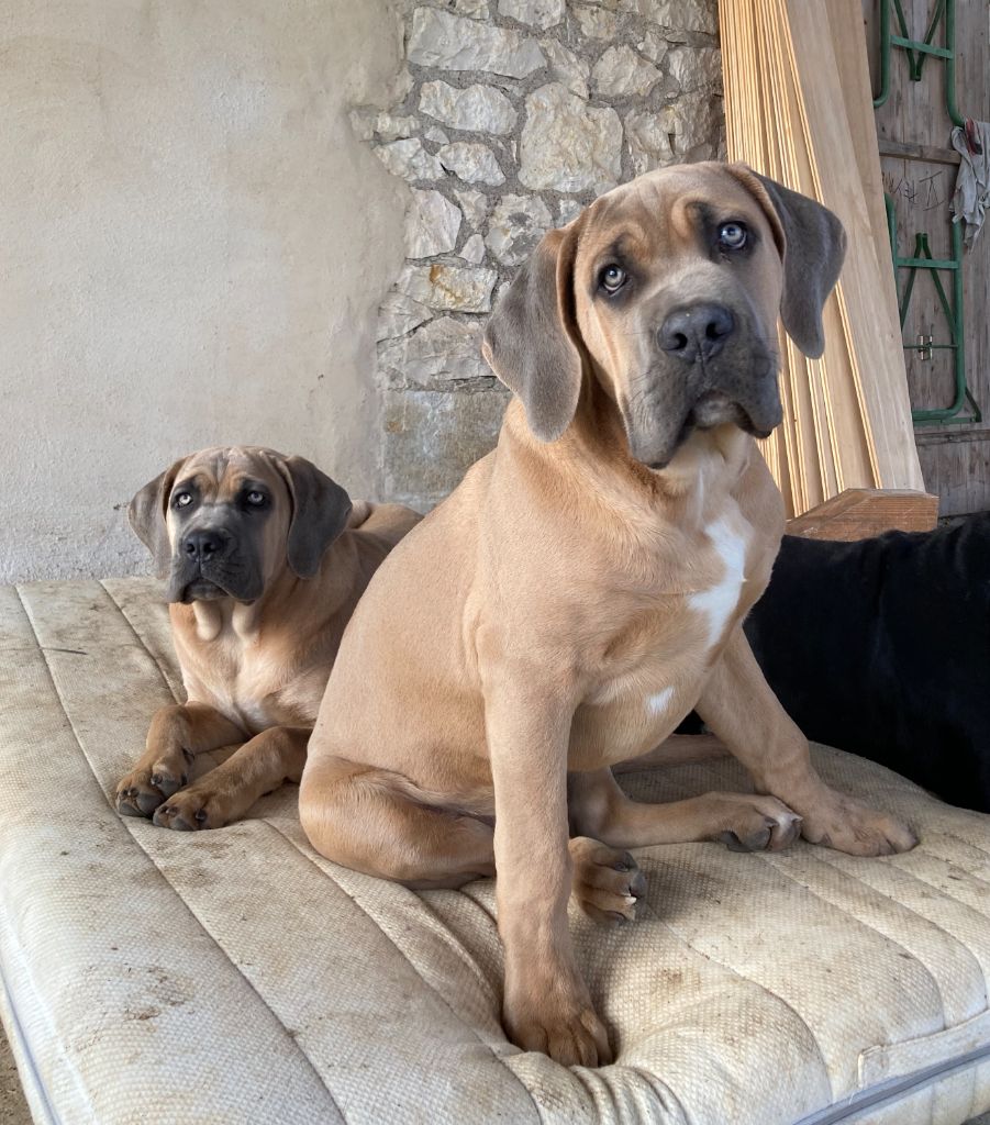 Chiot Cane Corso De Cinq Peyres