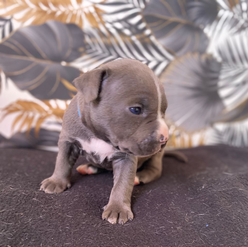 House of American Dogs - Chiots disponibles - American Staffordshire Terrier