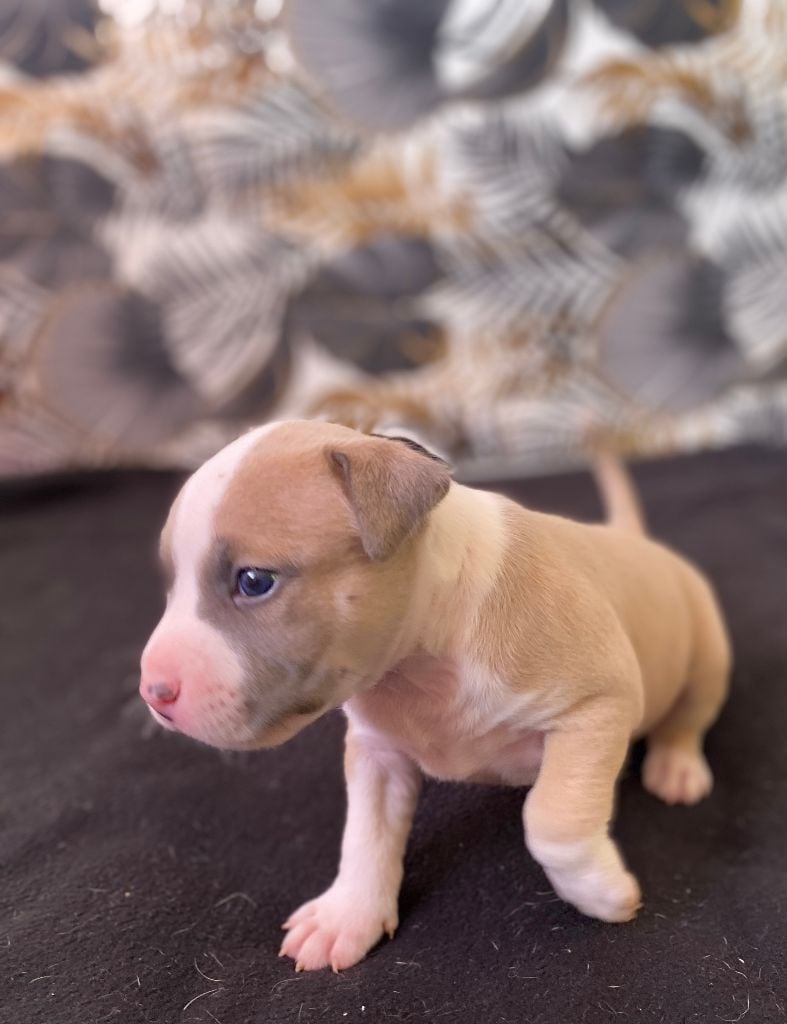 House of American Dogs - Chiots disponibles - American Staffordshire Terrier