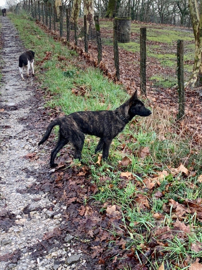 Qalystud - Chiots disponibles - Berger hollandais