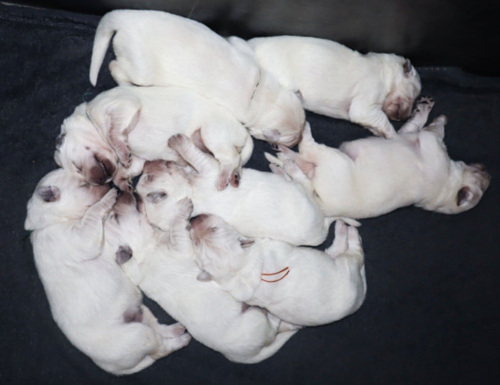 Chiot Berger Blanc Suisse L'AS Des Loups