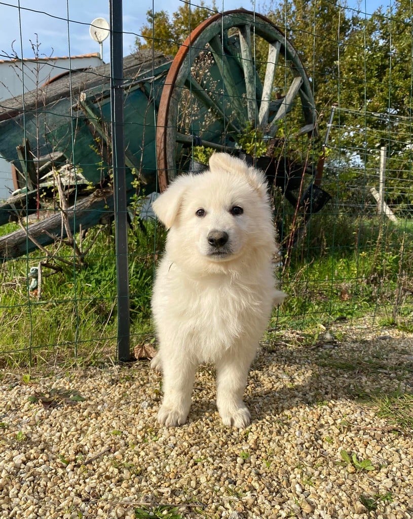 L'AS Des Loups - Chiots disponibles - Berger Blanc Suisse