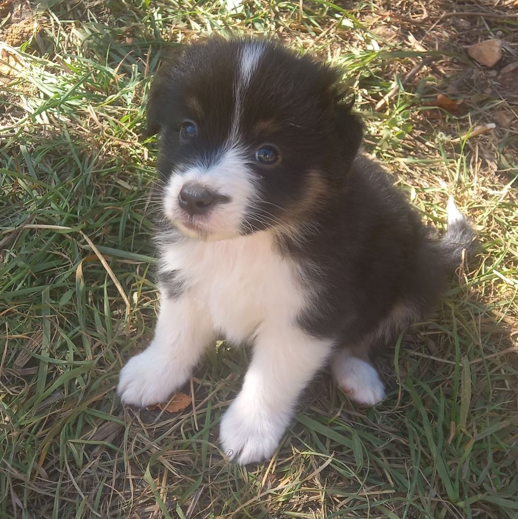 Des P'tits Bergers Du Goth - Chiots disponibles - Berger Australien