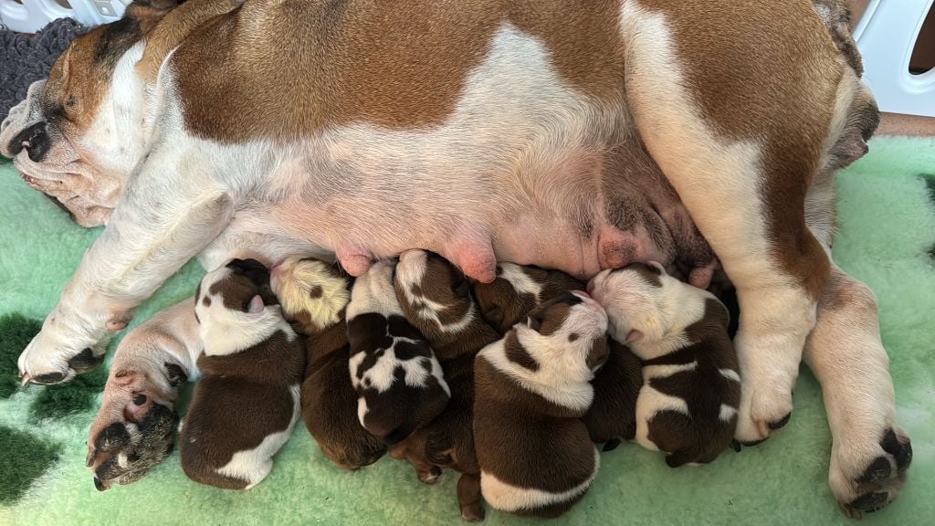 Chiot Bulldog Anglais Des Cathpucelia