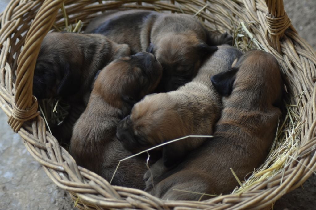 Chiot Basset des Alpes Isabelle D’abzac