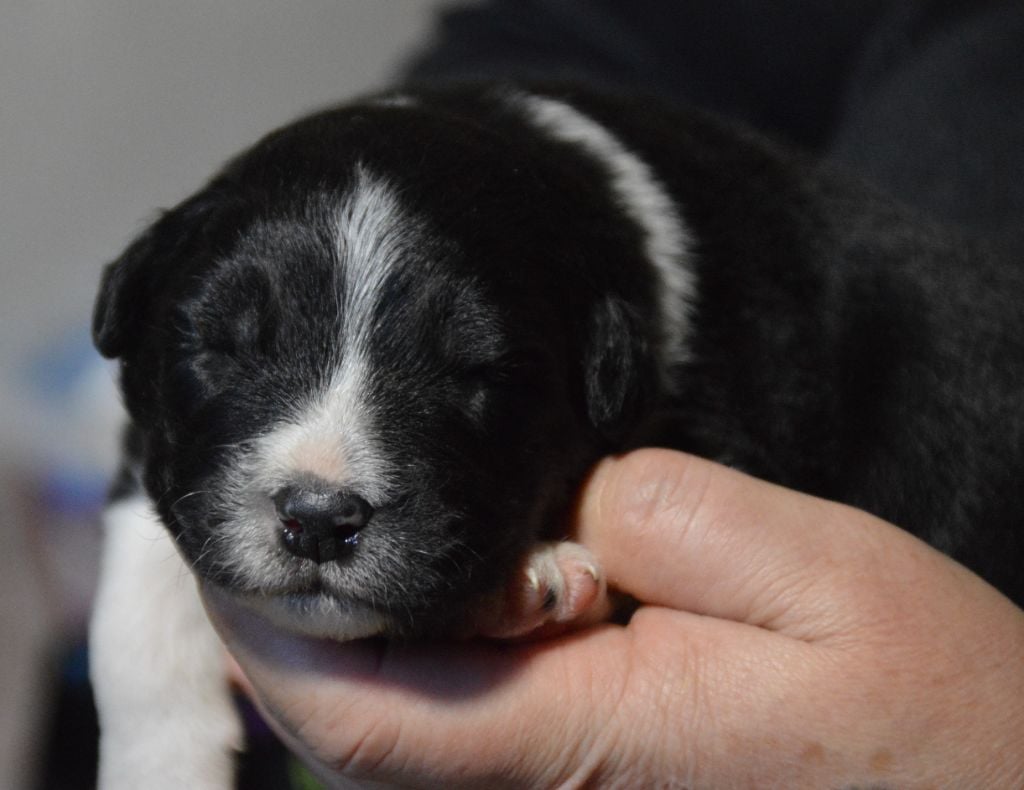 Murielle Menguy - Chiots disponibles - Berger Australien