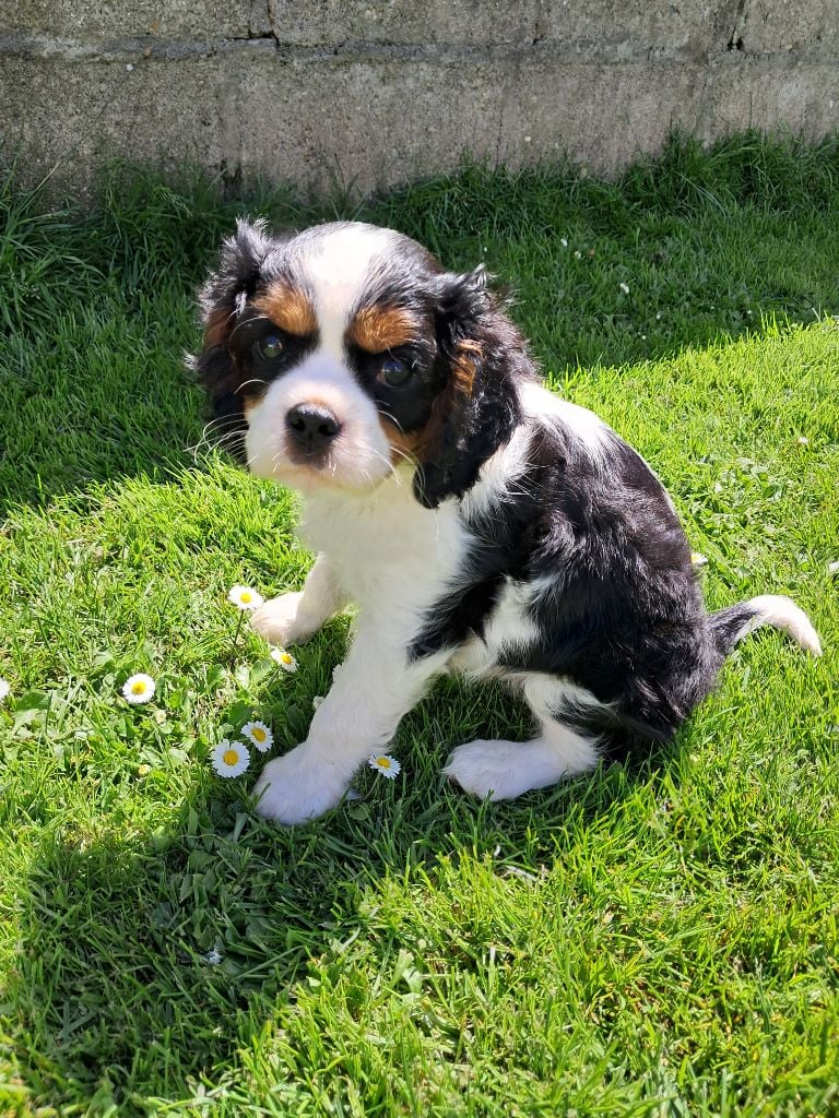 De La Horde Royale - Cavalier King Charles Spaniel - Portée née le 01/05/2024