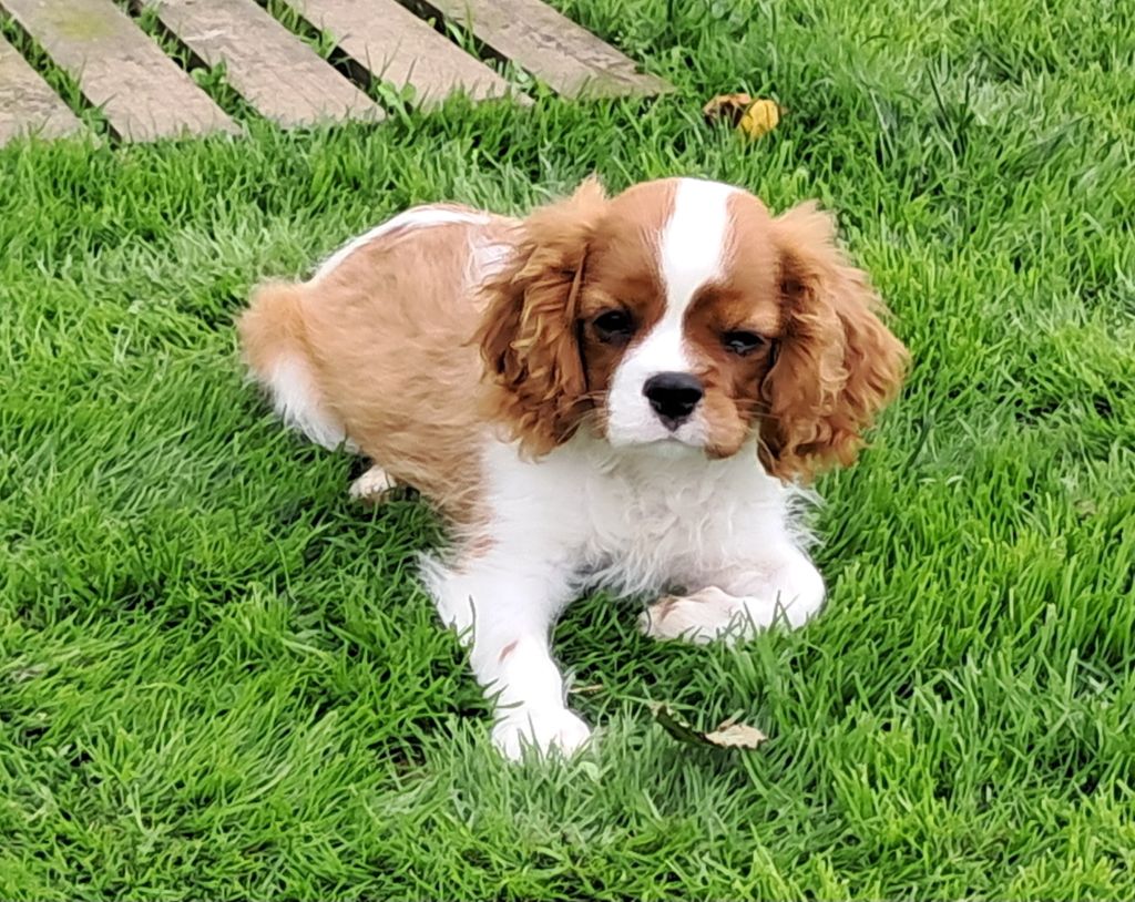 De La Horde Royale - Cavalier King Charles Spaniel - Portée née le 21/03/2024