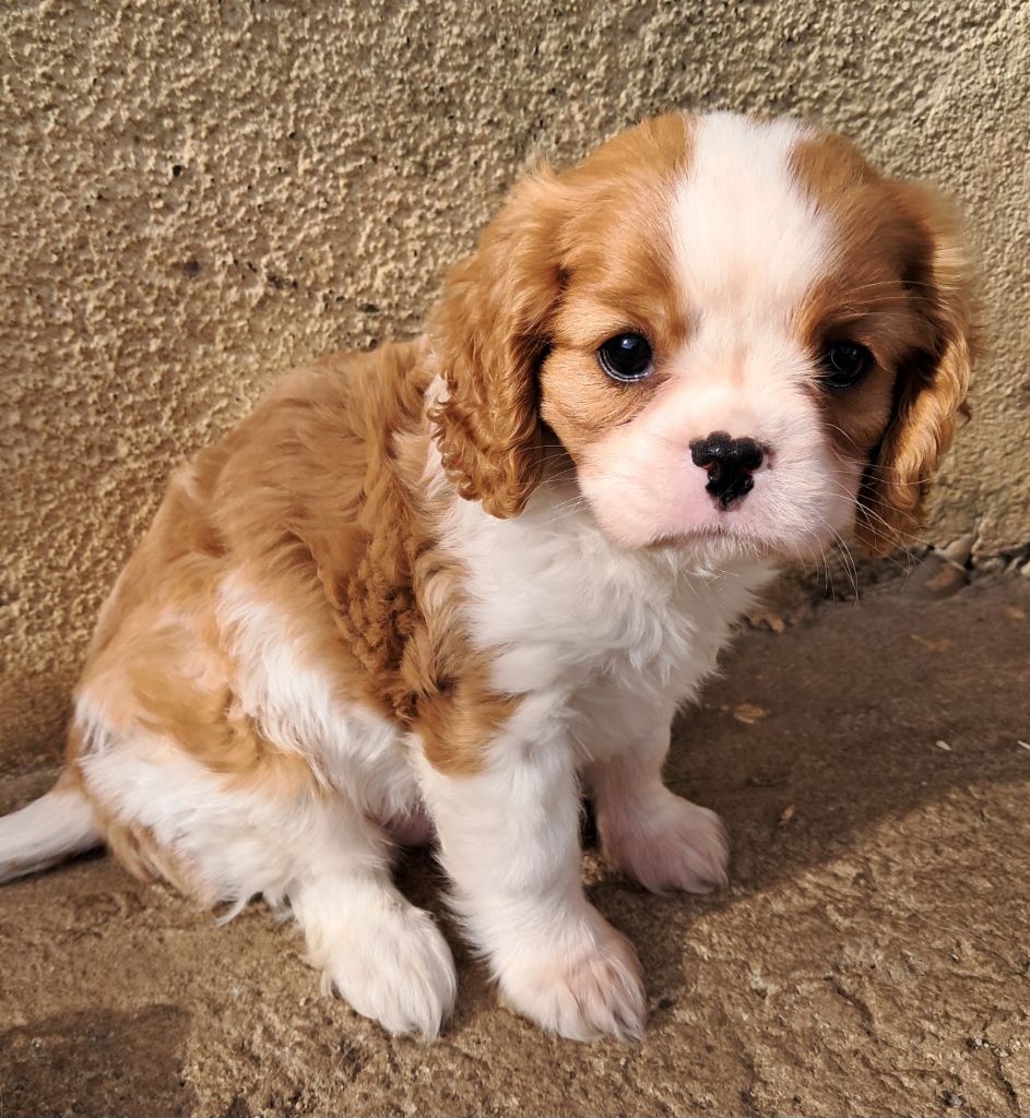 De La Horde Royale - Cavalier King Charles Spaniel - Portée née le 14/12/2024