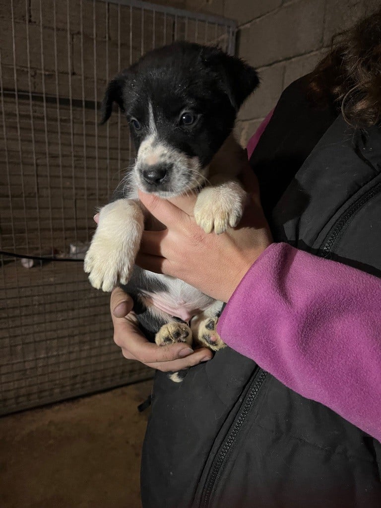 De L'Echo Des Alpages - Chiots disponibles - Border Collie