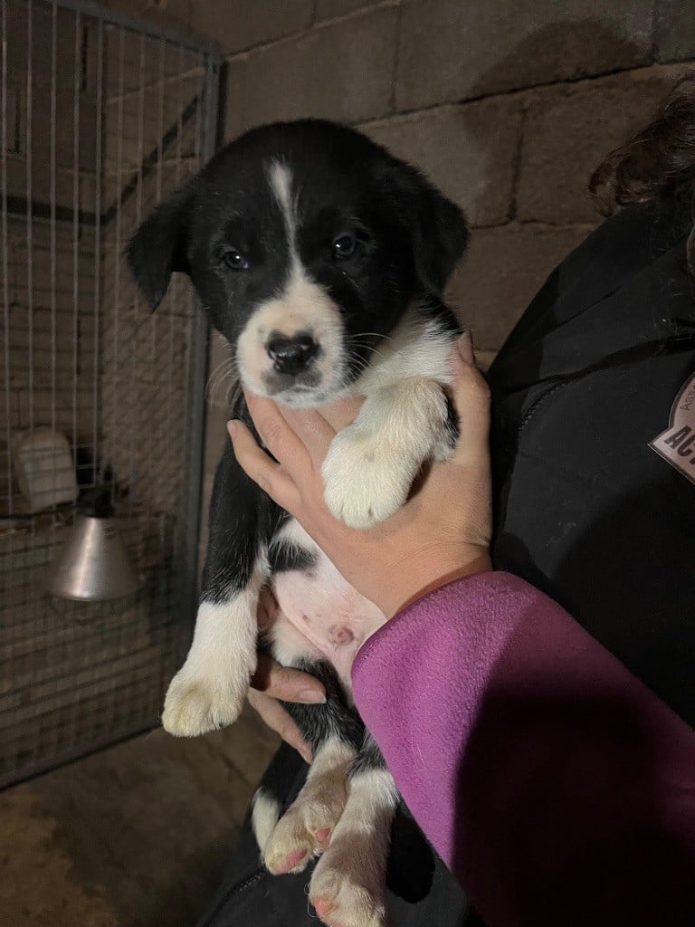 De L'Echo Des Alpages - Chiots disponibles - Border Collie