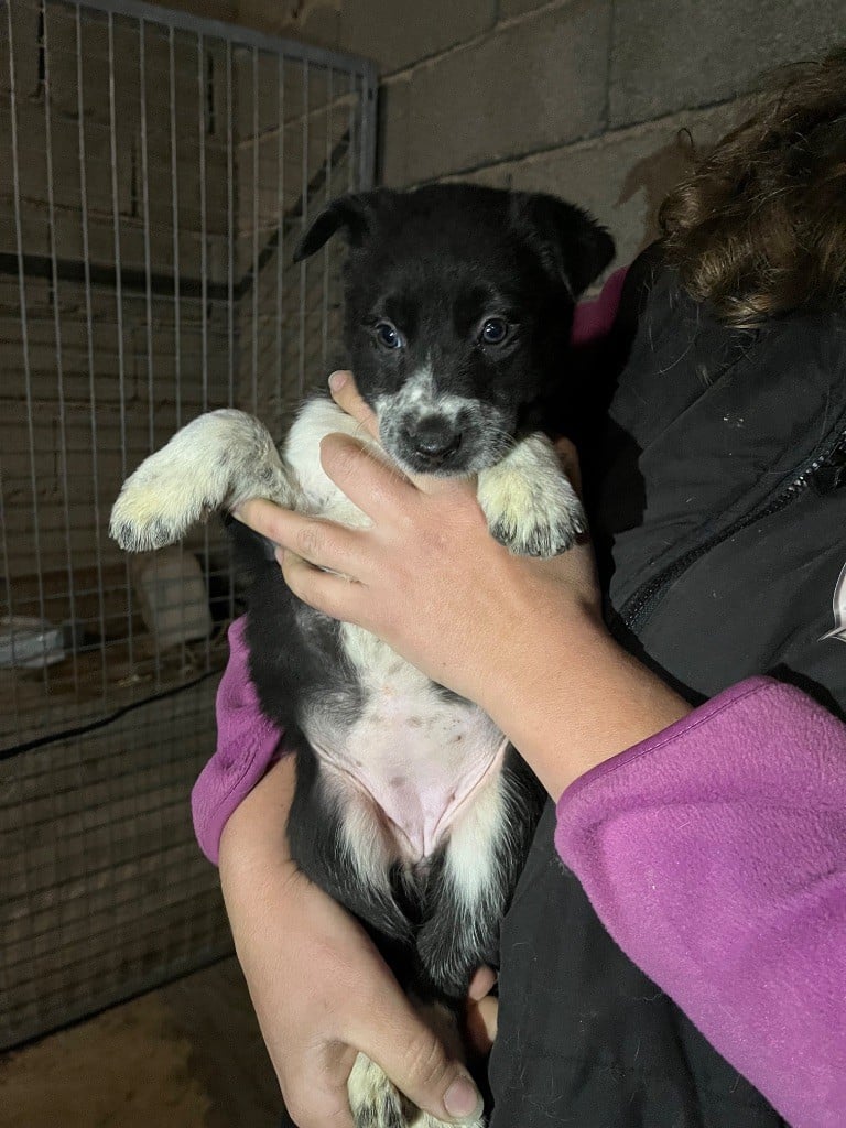 De L'Echo Des Alpages - Chiots disponibles - Border Collie